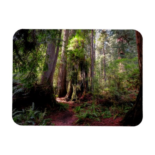 Magnet Flexible Forest | Séquwood Forest California (Horizontal)
