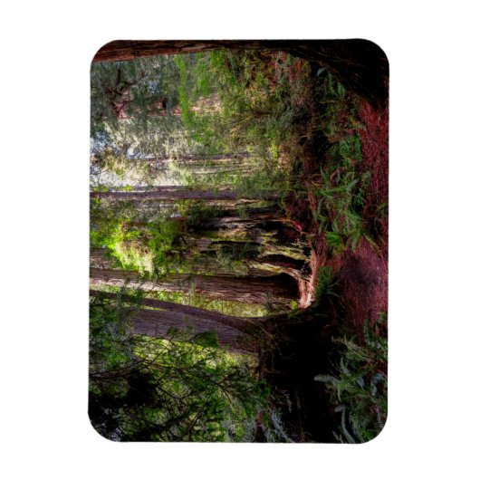 Magnet Flexible Forest | Séquwood Forest California (Vertical)