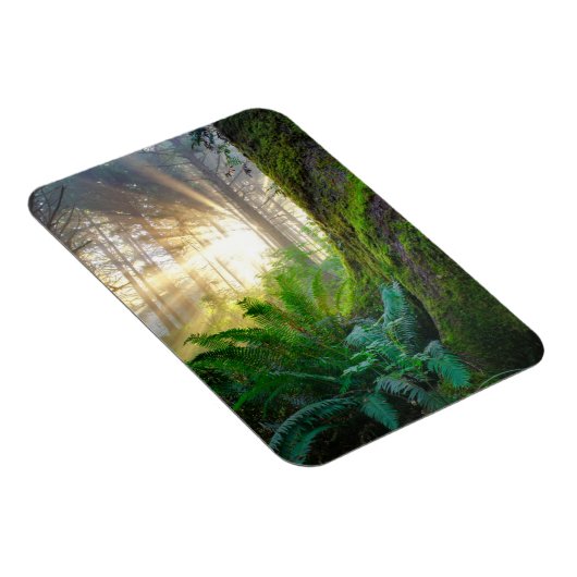 Magnet Flexible Forêt côtière du Pacifique, Oregon (Côté Droit)