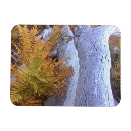 Magnet Flexible Forêt d'automne (Horizontal)