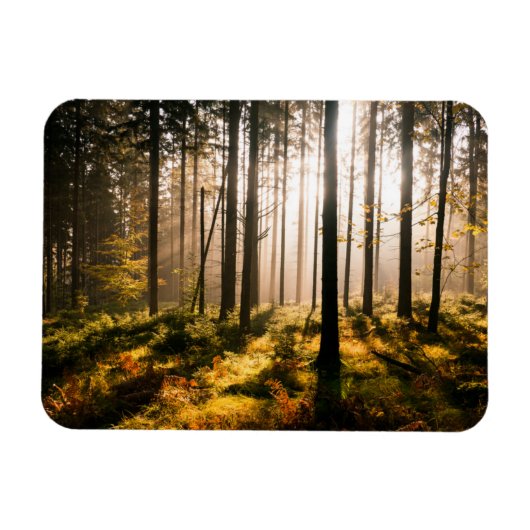 Magnet Flexible Forêt d'automne avec rayons solaires (Horizontal)