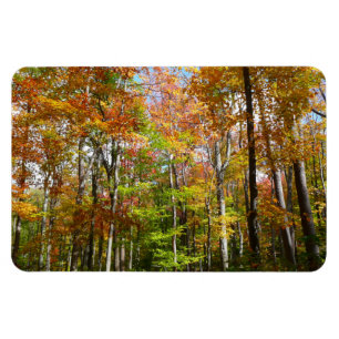 Magnet Flexible Forêt d'automne II Photographie de paysage automna