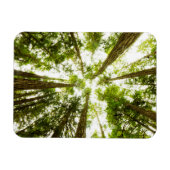 Magnet Flexible Forêt de pluie verte (Horizontal)