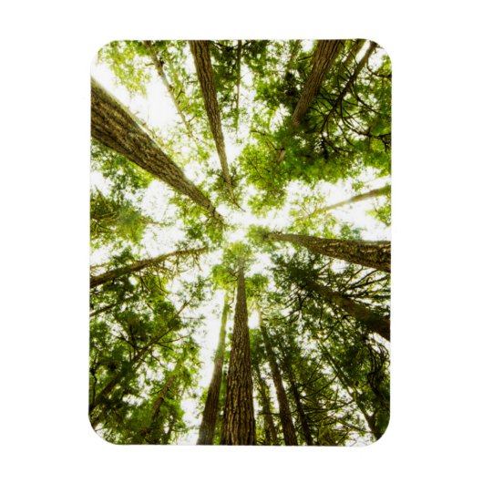 Magnet Flexible Forêt de pluie verte (Vertical)