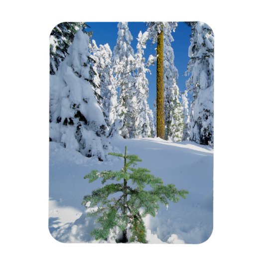 Magnet Flexible Forêt enneigée en Oregon (Vertical)