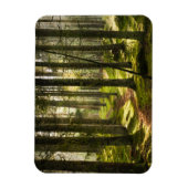 Magnet Flexible Forêt | Forêt boréale Suède (Vertical)