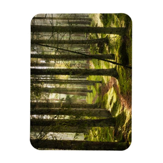 Magnet Flexible Forêt | Forêt boréale Suède (Vertical)
