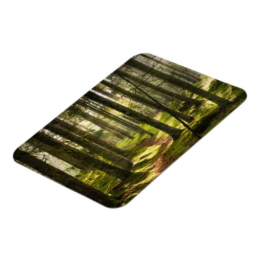 Magnet Flexible Forêt | Forêt boréale Suède (Côté Gauche)