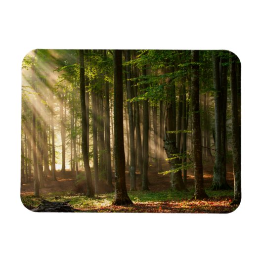 Magnet Flexible Forêt | Forêt d'automne (Horizontal)