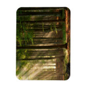 Magnet Flexible Forêt | Forêt d'automne (Vertical)