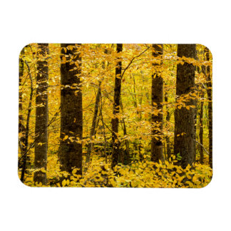 Magnet Flexible Forêt nationale de Pisgah en automne