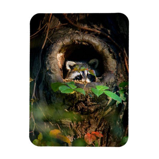 Magnet Flexible Forêt | Raccoon Peeking (Vertical)