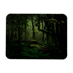 Magnet Flexible Forêt Routeburn Track Fiordland National Park