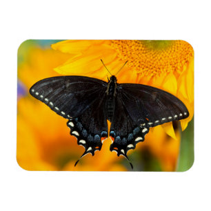 Magnet Flexible Forme noire du papillon de l'Est