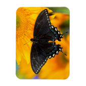 Magnet Flexible Forme noire du papillon de l'Est (Vertical)