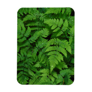 Magnet Flexible Fougère bracken avec gouttes de pluie, État de Was
