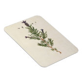 Magnet Flexible French Lavender, plate 241 from 'A Curious Herbal' (Côté Droit)