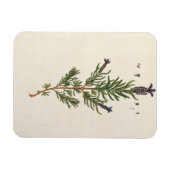 Magnet Flexible French Lavender, plate 241 from 'A Curious Herbal' (Horizontal)