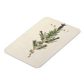 Magnet Flexible French Lavender, plate 241 from 'A Curious Herbal' (Côté Gauche)