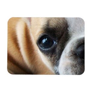 Magnet Flexible Frenchton Puppy Face Gros plan, Yeux, Nez
