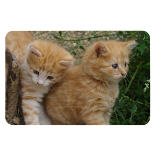 Magnet Flexible Frères Tabby Orange (Horizontal)