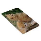 Magnet Flexible Frères Tabby Orange (Côté Droit)