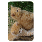 Magnet Flexible Frères Tabby Orange (Vertical)