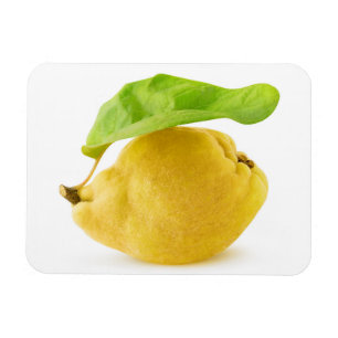 Magnet Flexible Fruit de coing