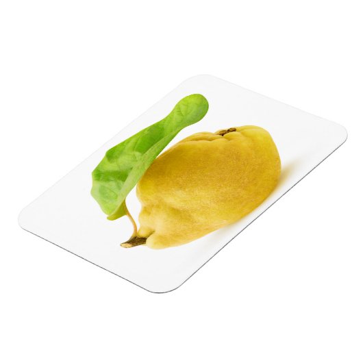 Magnet Flexible Fruit de coing (Côté Gauche)