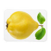 Magnet Flexible Fruit de coing (Horizontal)