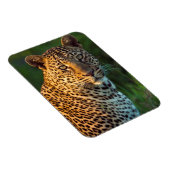 Magnet Flexible Full-Grown Cub (Côté Droit)