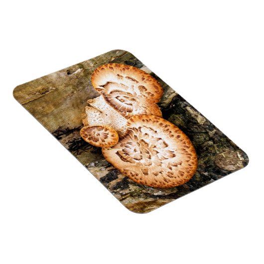 MAGNET FLEXIBLE FUNGI (Côté Droit)