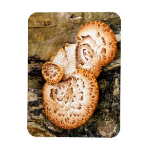 MAGNET FLEXIBLE FUNGI