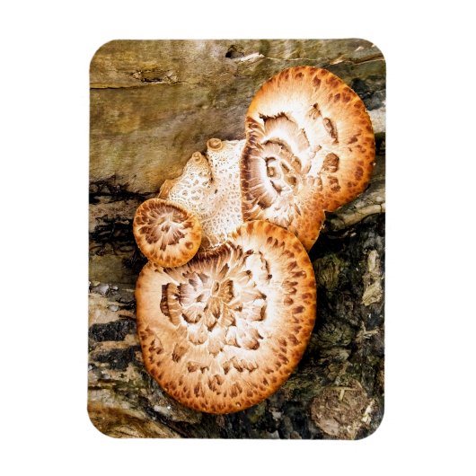 MAGNET FLEXIBLE FUNGI (Vertical)