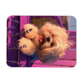 Magnet Flexible Funny Shih Tzu Puppy Smiling (Dog Days) (Horizontal)