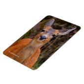 Magnet Flexible Funny Young Blacktail Deer sourit à un photographe (Côté Gauche)