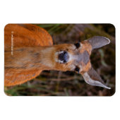Magnet Flexible Funny Young Blacktail Deer sourit à un photographe (Horizontal)