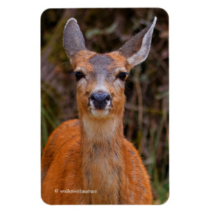 Magnet Flexible Funny Young Blacktail Deer sourit à un photographe