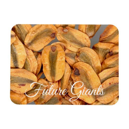Magnet Flexible Futurs géants, Graines séquoias géantes (Horizontal)