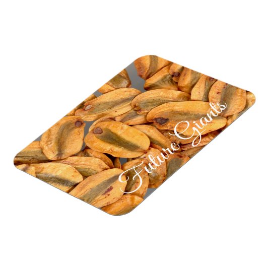 Magnet Flexible Futurs géants, Graines séquoias géantes (Côté Gauche)