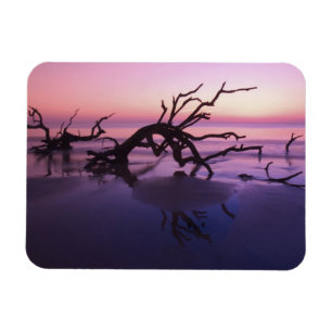 Magnet Flexible GA Jekyll Island, Cimetière d'arbres sur la plage