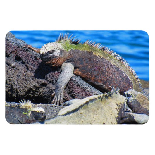 Magnet Flexible galapagos marine iguane (Horizontal)