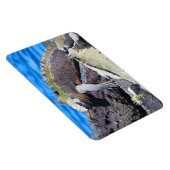 Magnet Flexible galapagos marine iguane (Côté Droit)
