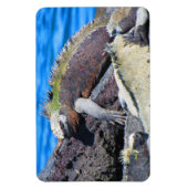 Magnet Flexible galapagos marine iguane (Vertical)