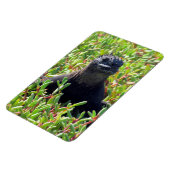 Magnet Flexible galapagos marine iguane vert (Côté Gauche)
