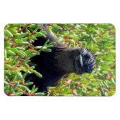 Magnet Flexible galapagos marine iguane vert (Horizontal)