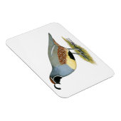 Magnet Flexible Gambel's Desert Quail (Côté Droit)