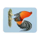 Magnet Flexible Gamecock Blue Red Roster (Horizontal)