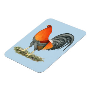 Magnet Flexible Gamecock Blue Red Roster