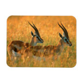 Magnet Flexible Gazelle de Thomson (Horizontal)